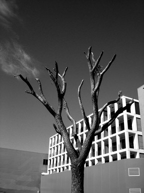  dead tree in concrete jungle